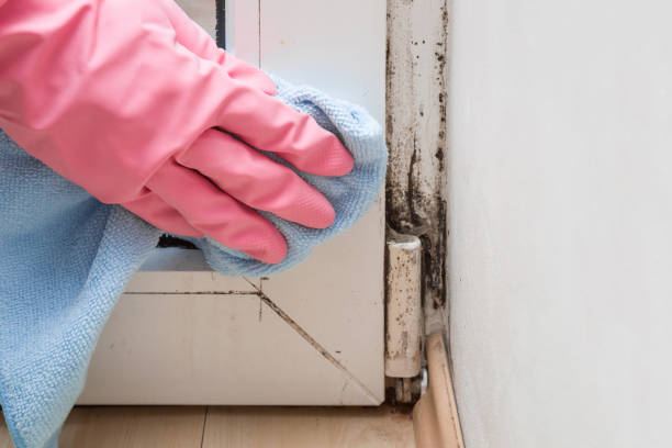 Why You Should Choose Our Mold Remediation Services in Garfield, TX